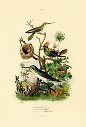 Colibris