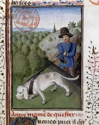 Chien de chasse tenu en laisse - dans « Livre de chasse de Gaston Phébus, comte de Foix, seigneur de Béarn »