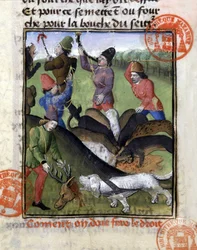 Scène de chasse : le partage du cerf pour la meute de chiens - dans "Le Livre de chasse de Gaston Phoebus, Comte de Foix, Seigneur de Béarn"