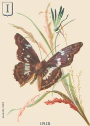I : Iris (Apatura iris ou Grand Mars changeant)