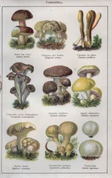Illustration for "traite de medecine et d