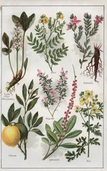 Illustration from "MON DOCTEUR - Traite de MEDECINE et d
