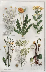 Illustration from "Mon docteur - Traite de Medecine et d