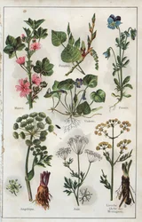 Illustration from "Mon docteur - Traite de Medecine et d