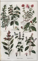 Illustration from "Mon docteur, traite de medecine et d
