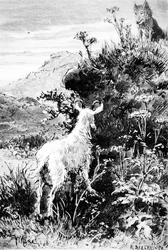 Illustration de La Chèvre de Monsieur Seguin par Alphonse Daudet
