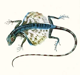 Illustration du lézard volant - Draco Volans 1831 (gravure en couleur)