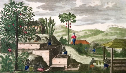 Indigotier, illustration tirée de l