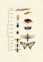 Insectes, 1833-39