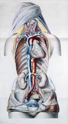 Organes internes d