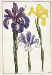 Iris, 18e siècle