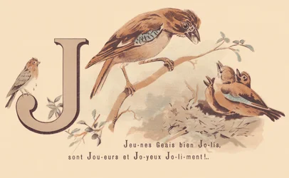 J : Jeunes geais jolis sont joueurs et heureux joliment !