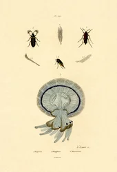 Méduse, 1833-39