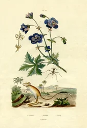 Gerboise