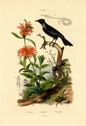 Sauge de Jérusalem