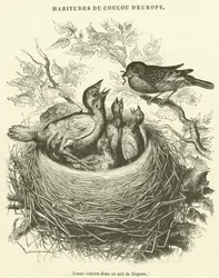 Jeune coucou dans un nid de friquets