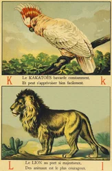 K comme cacatoès et L comme lion