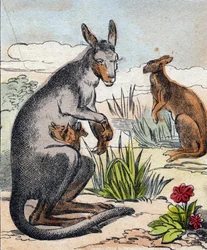 Kangourou. Gravure dans "Buffon Alphabet des Animaux". 3e Série N 1. Imagerie d