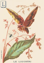 Ligustri (Sphinx ligustri ou Sphinx du troène)