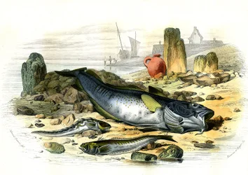 La Blennie Ovipare (Blennius viviparus), en bas la trachine vive et le gad cod - Planche extraite de Histoire Naturelle par Bernard Germain de Lacépède (1856-1925), édition P.Furme, Paris