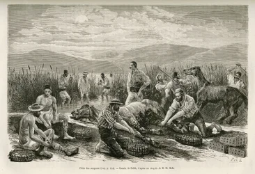 La pêche des sangsues, dessin de Sahib, pour illustrer l