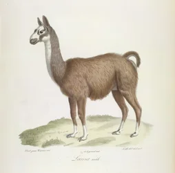 Lama mâle, de Histoire Naturelle des Mammifères