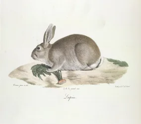 Lapin, de Histoire Naturelle des Mammifères