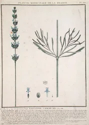 Épi de lavande, planche de 