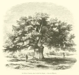 Le Chêne d