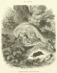 Le Gîte de la Taupe (gravure)