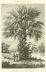 Le Talipot gigantesque