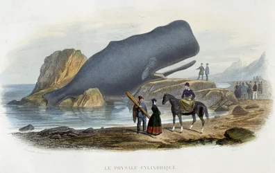 Le physale cylindrique (baleine échouée) - dans « Le monde de la mer » par Alfred Fredol, Hachette, Paris