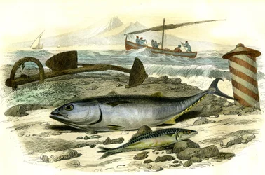 Le thon (Scomber thynnus), le maquereau (Scomber scombrus) - Planche extraite de Histoire Naturelle par Bernard Germain de Lacépède (1856-1925), édition P.Furme, Paris