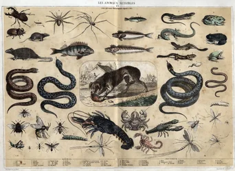 Les animaux nuisibles. Gravure de 1860 dans "Les Récréations instructives" par Jules Delbruck. Collection privée
