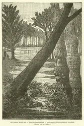 Les arbres géants de la période carbonifère (gravure)