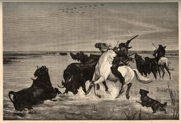 Les bœufs (race bovine) de la Camargue d