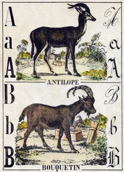 Lettre A Antilope; B Ibex. Gravure dans "Alphabet des animaux sauvages". 9e Série. Imagerie d