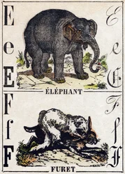 Lettre E Éléphant ; F Furet. Gravure dans « Alphabet des animaux sauvages ». 9e Série. Imagerie d