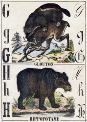 Lettre G Glouton; H Hippopotame. Gravure dans "Alphabet des animaux sauvages". 9e Série. Imagerie d