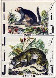 Lettre I Indri (Lémurien); J Jaguar. Gravure dans « Alphabet des animaux sauvages ». 9e série. Imagerie d