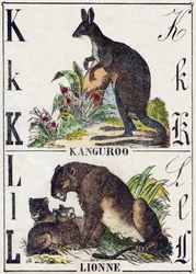 Lettre K L; K Kangourou; L Lionne. Gravure dans "Alphabet des animaux sauvages". 9e Série. Imagerie d