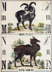 Lettre M Mouflon ; N Nyl-ghau (Nyl ghau). Gravure dans « Alphabet des animaux sauvages ». 9e Série. Imagerie d