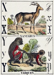 Lettre X Xantarus; Y Yarques. Gravure dans "Alphabet des animaux sauvages". 9e Série. Imagerie d