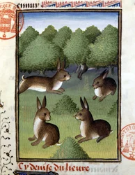 Lièvres - dans "Livre de chasse de Gaston Phoebus, Comte de Foix, Seigneur de Béarn"