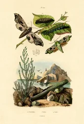 Sphinx du tilleul