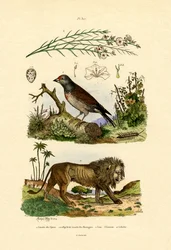 Linotte