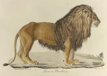 Lion de Barbarie, de Histoire Naturelle des Mammifères
