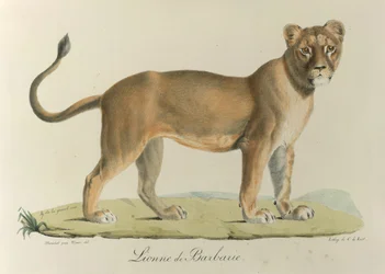 Lionne de Barbarie, de Histoire Naturelle des Mammifères