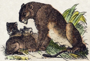 Lionne. Gravure dans « Alphabet des animaux sauvages ». 9e Série. Imagerie d