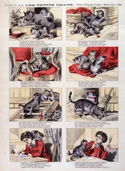 Petits chats - Imagerie d